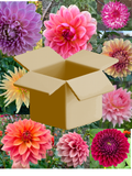 Grower's Choice  Box of 10 Tubers