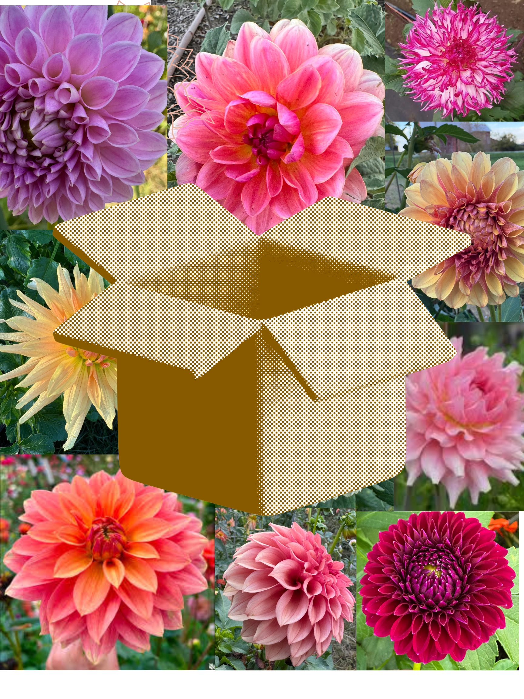 Grower's Choice  Box of 10 Tubers