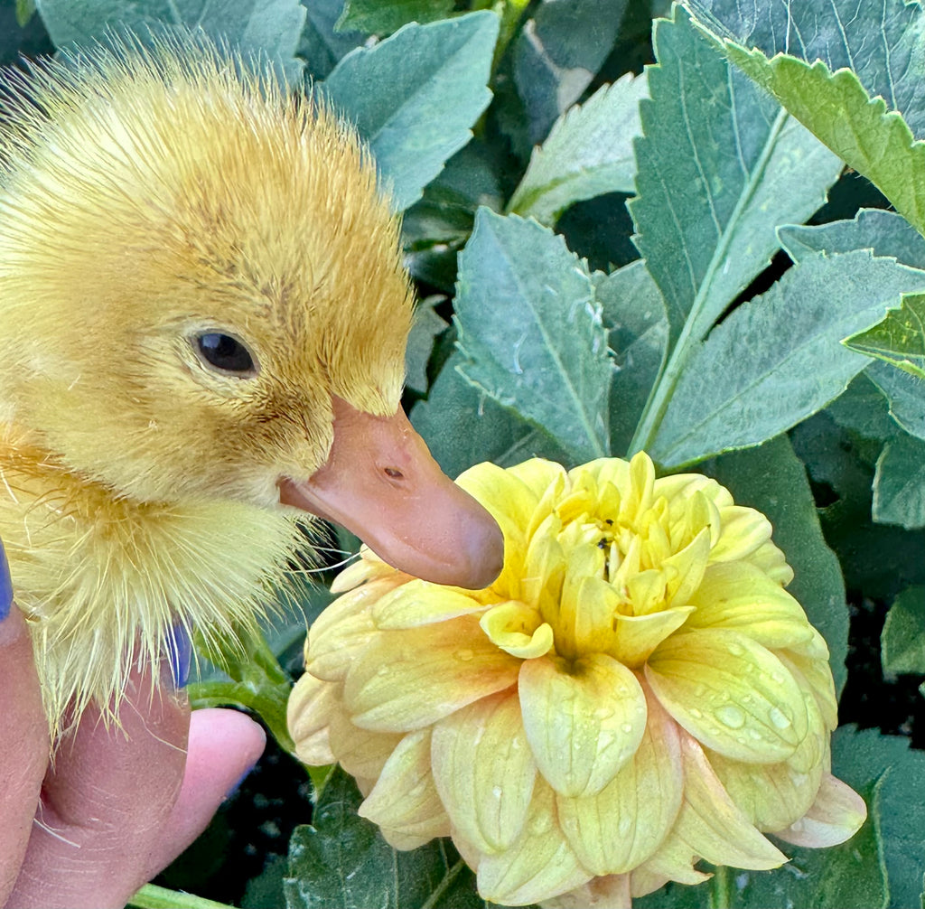 Florelie Duckling