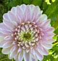 Tahoma Kelli