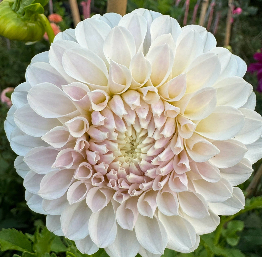 Irish Ruffles