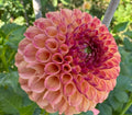 Rosemary Dawn