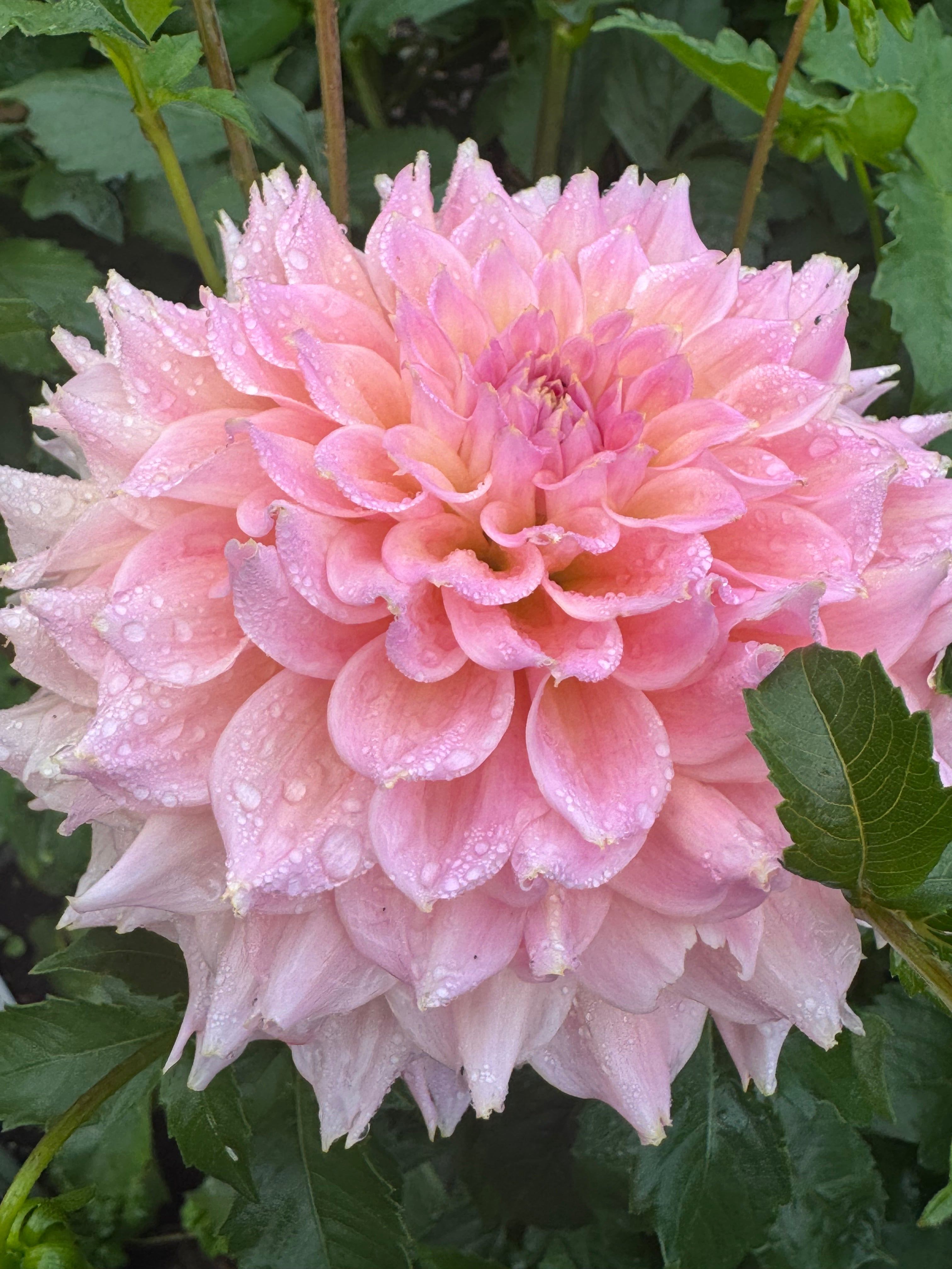 Lee's Pink Grapefruit