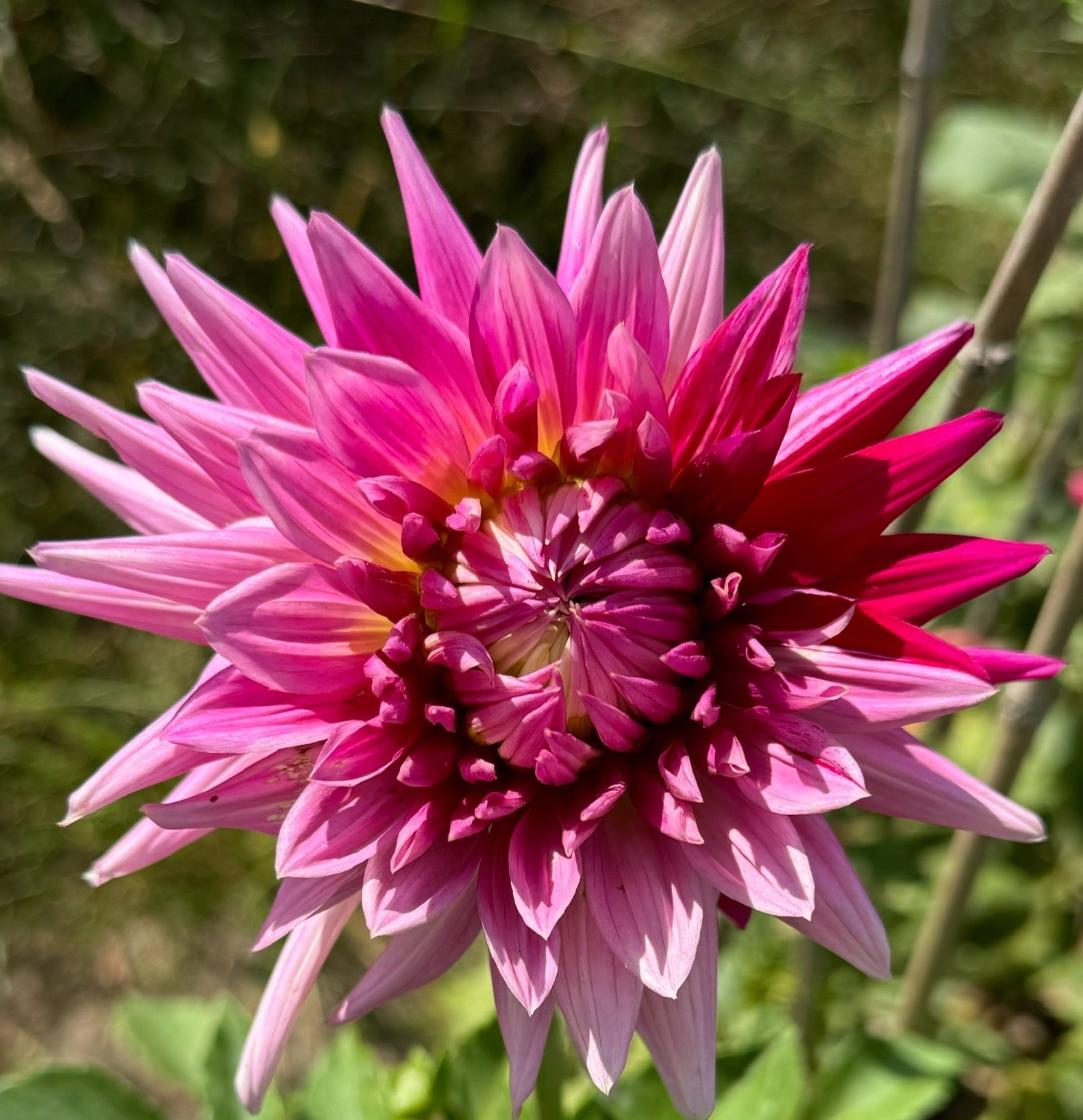 Sandia Barbie