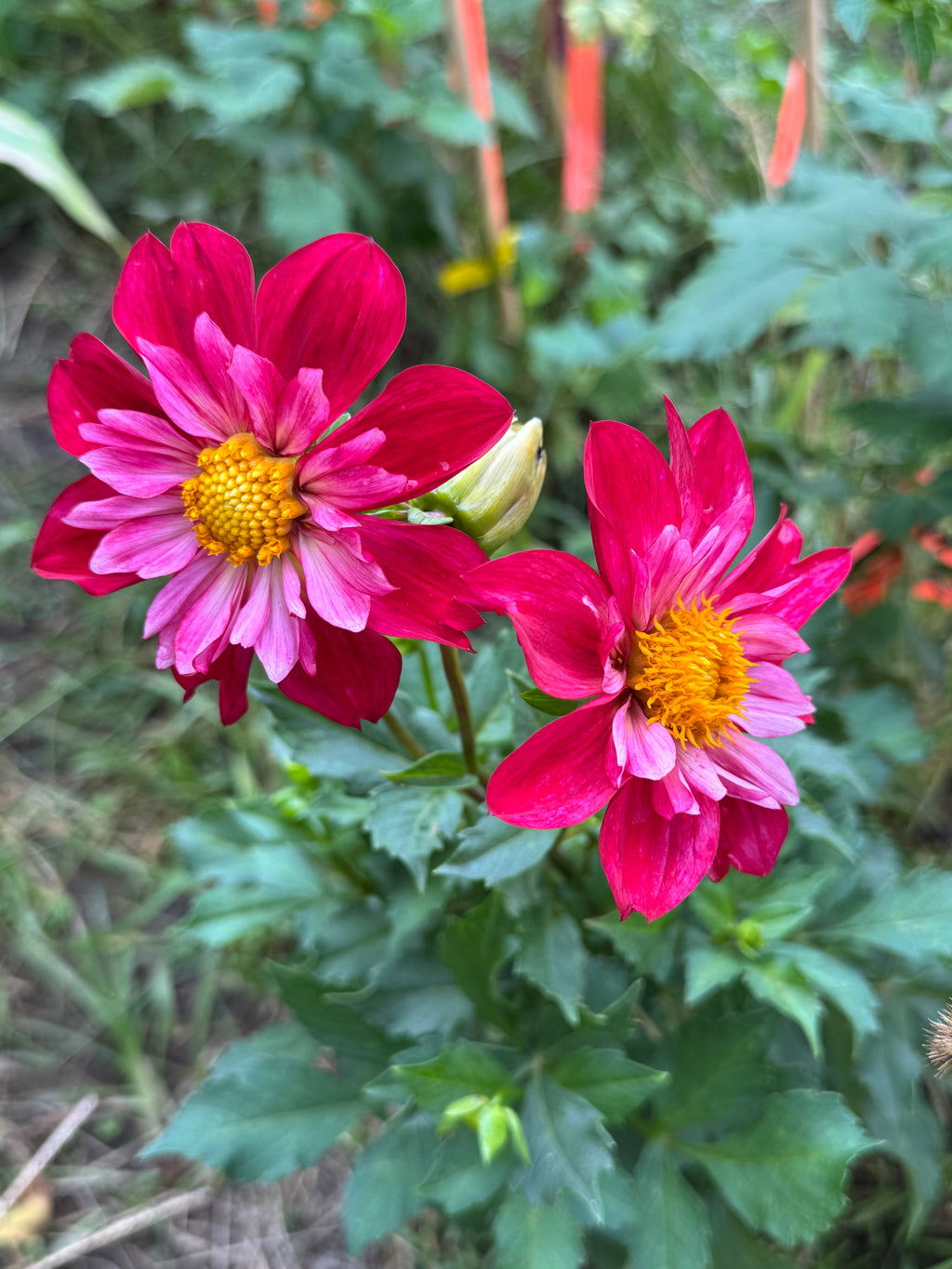 Cherry Star