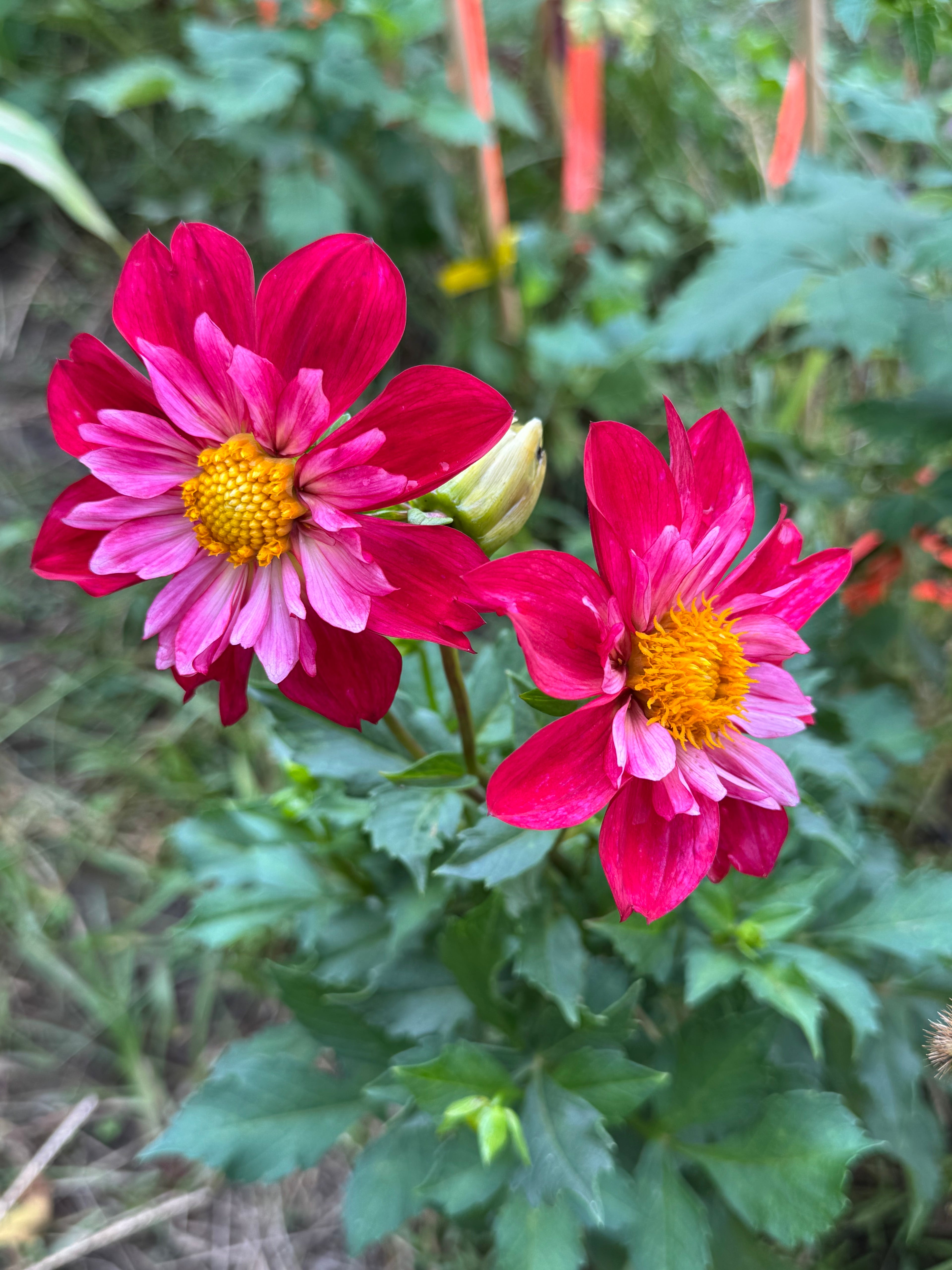Cherry Star