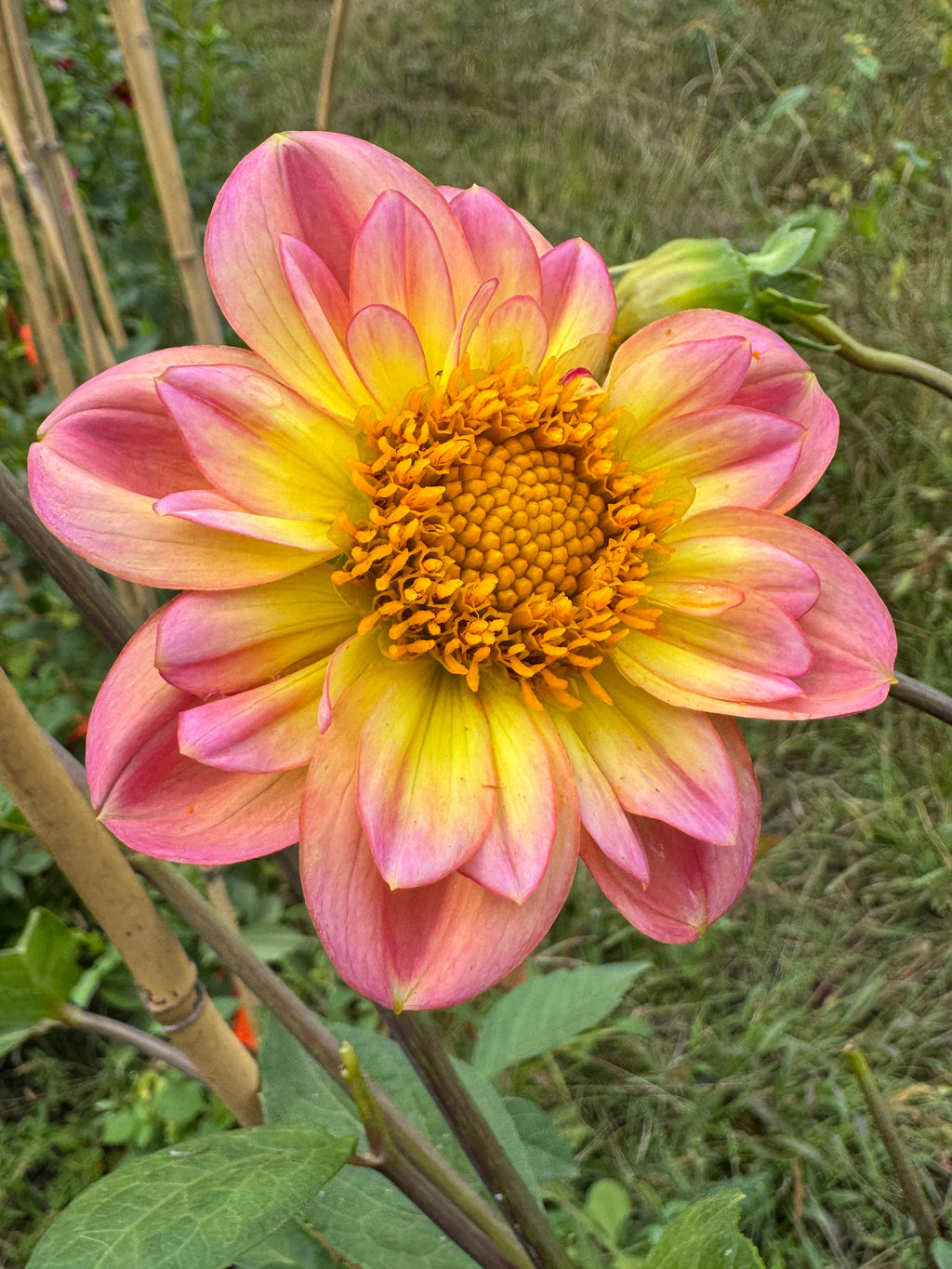 Peachy