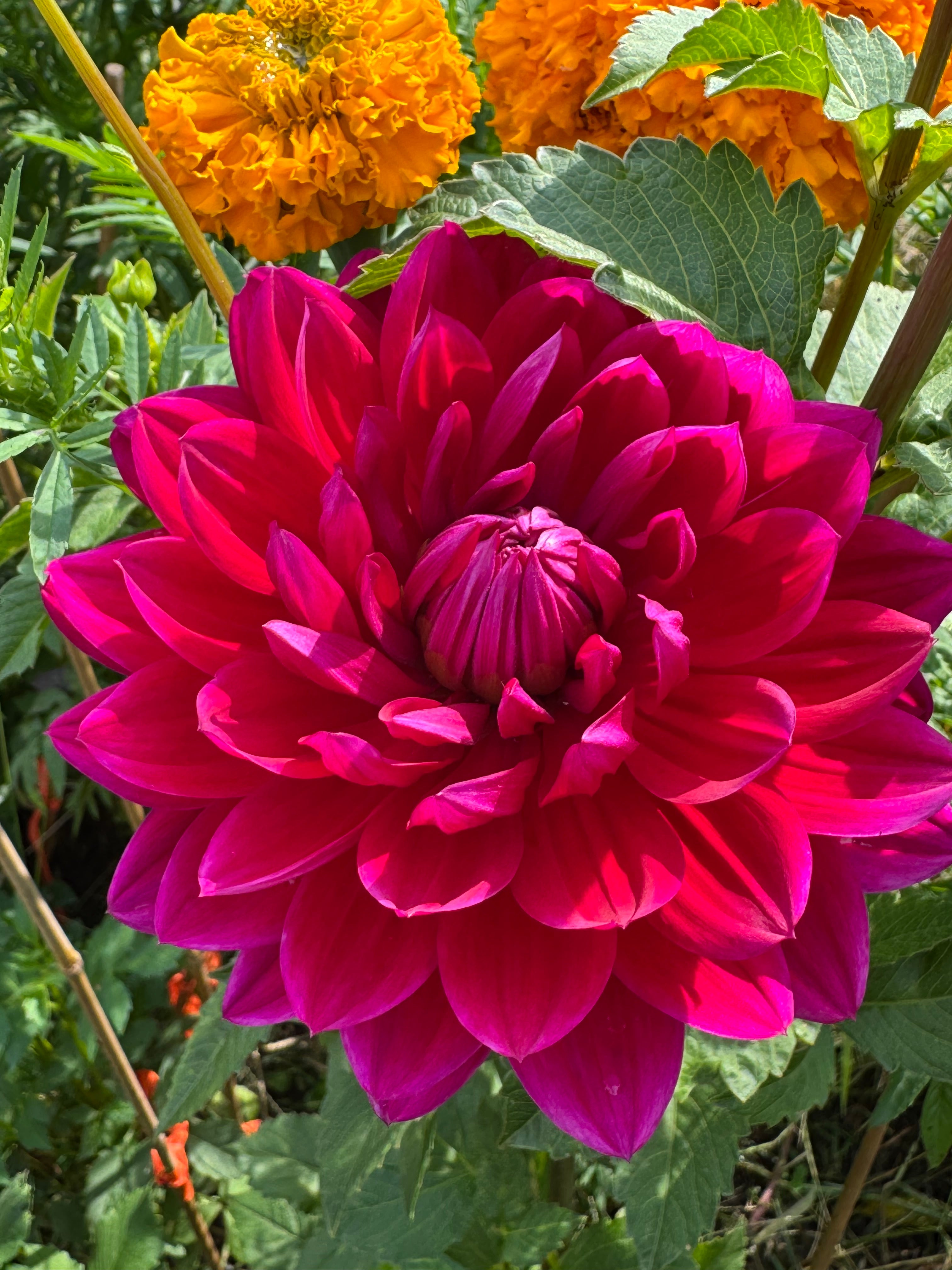 Hollyhill Pandora