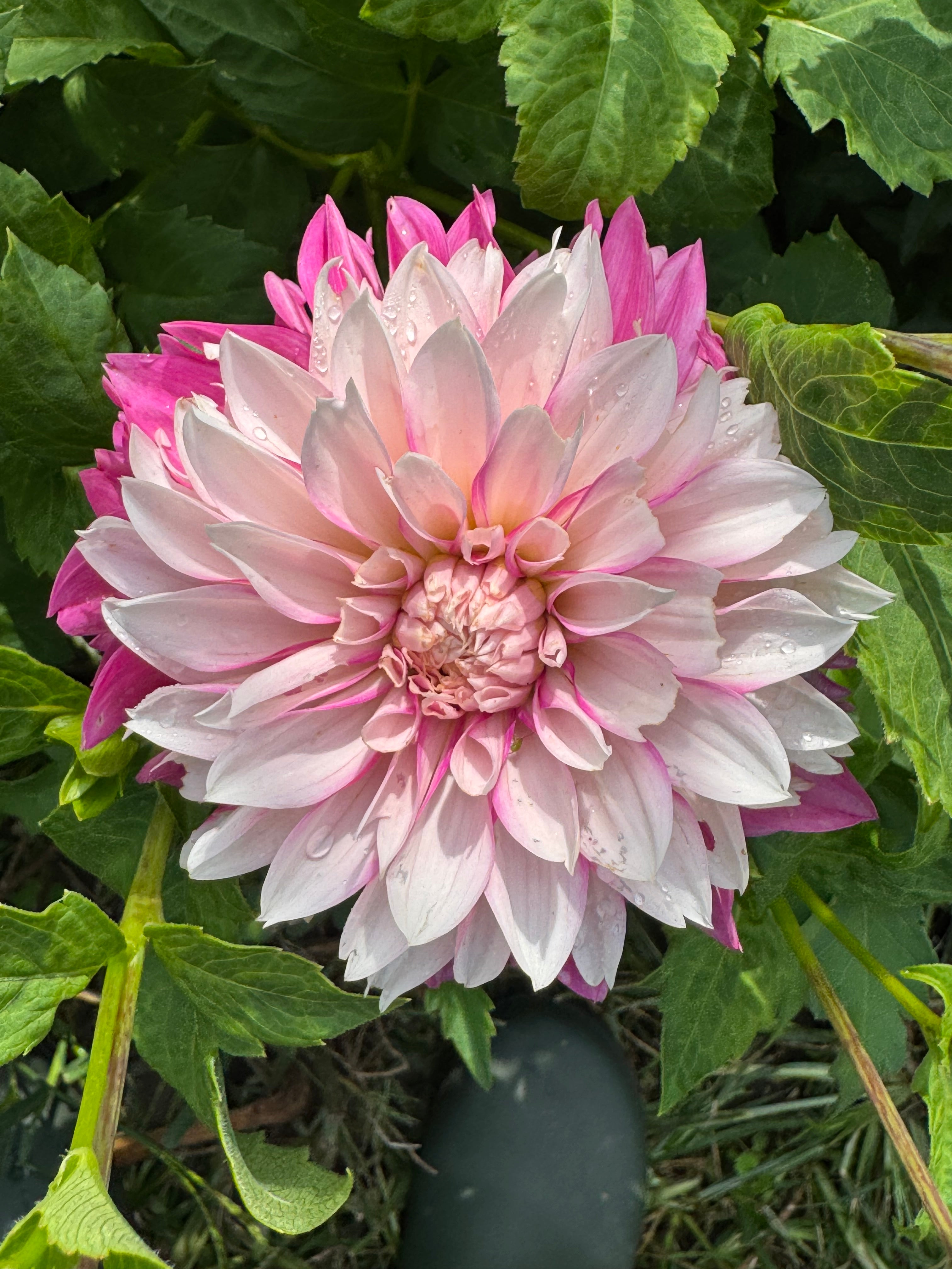 Budapest Blush