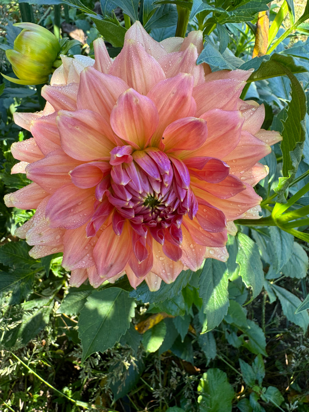 Peach Bud