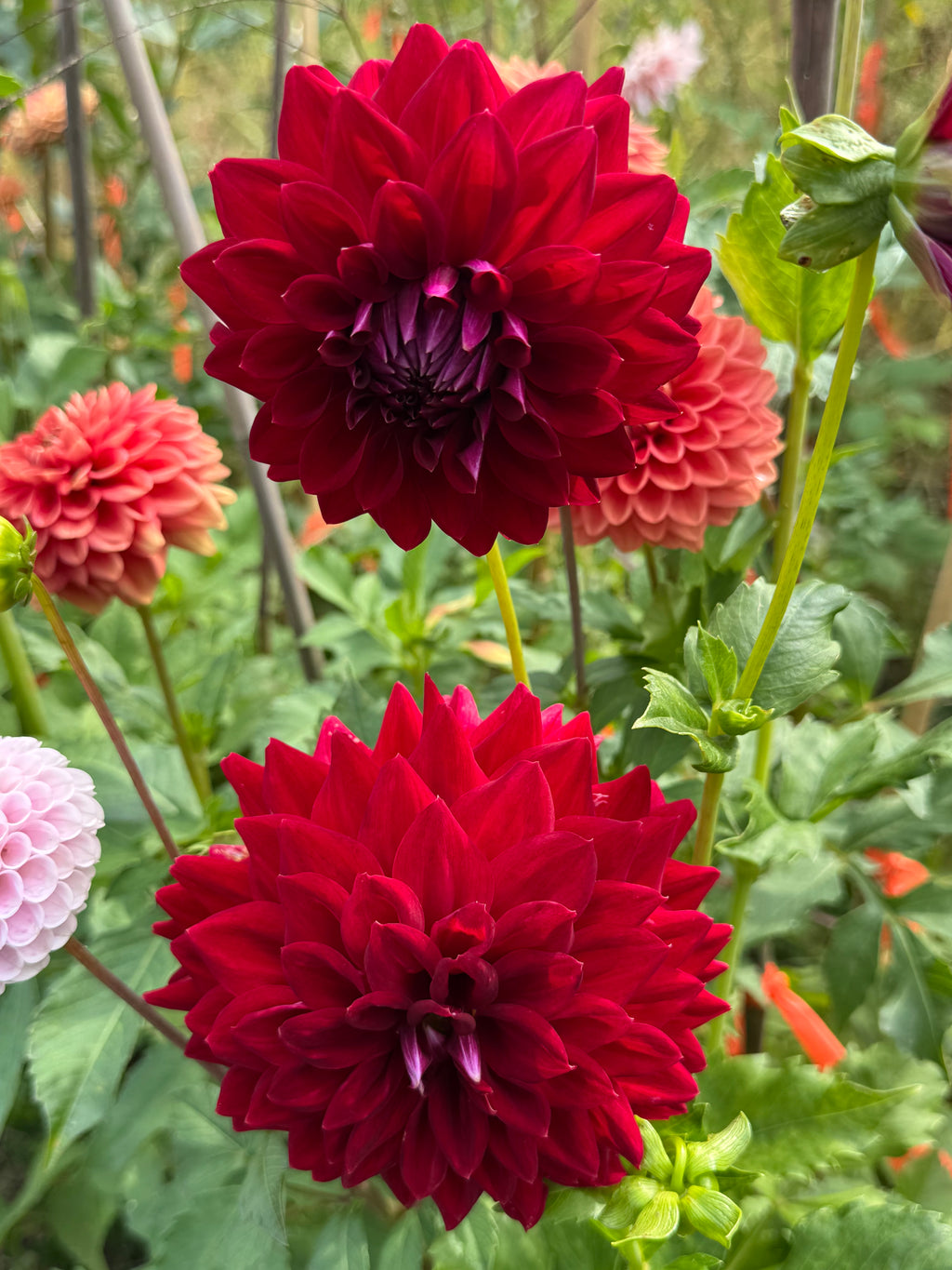 Tahoma Velvet