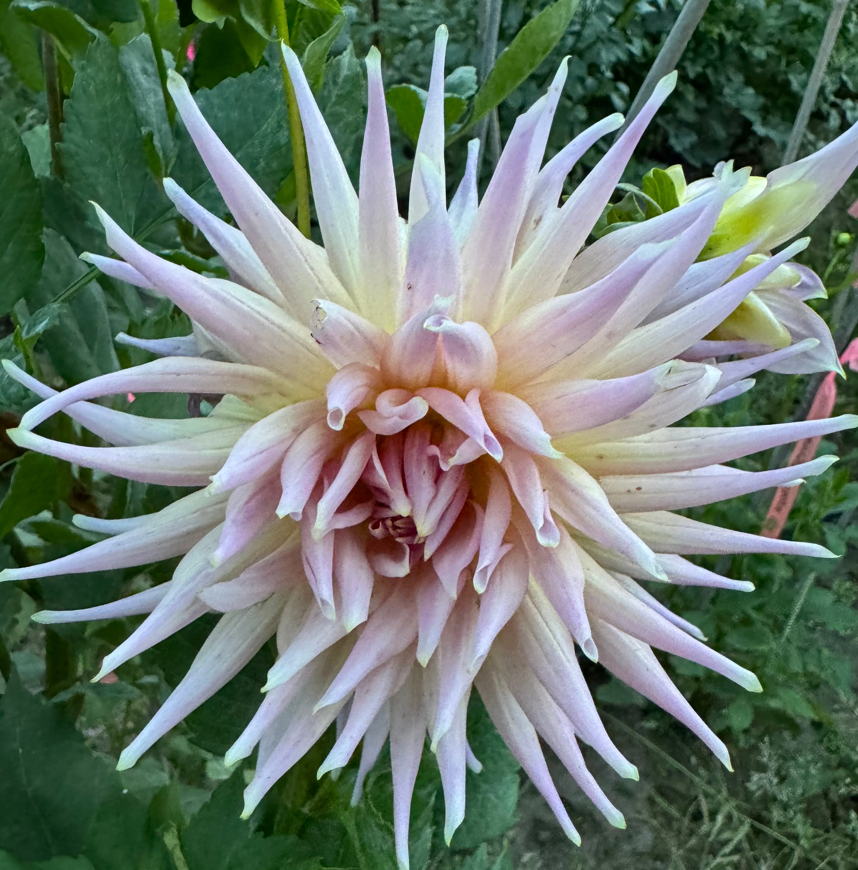 Wyn's Mauve Mist