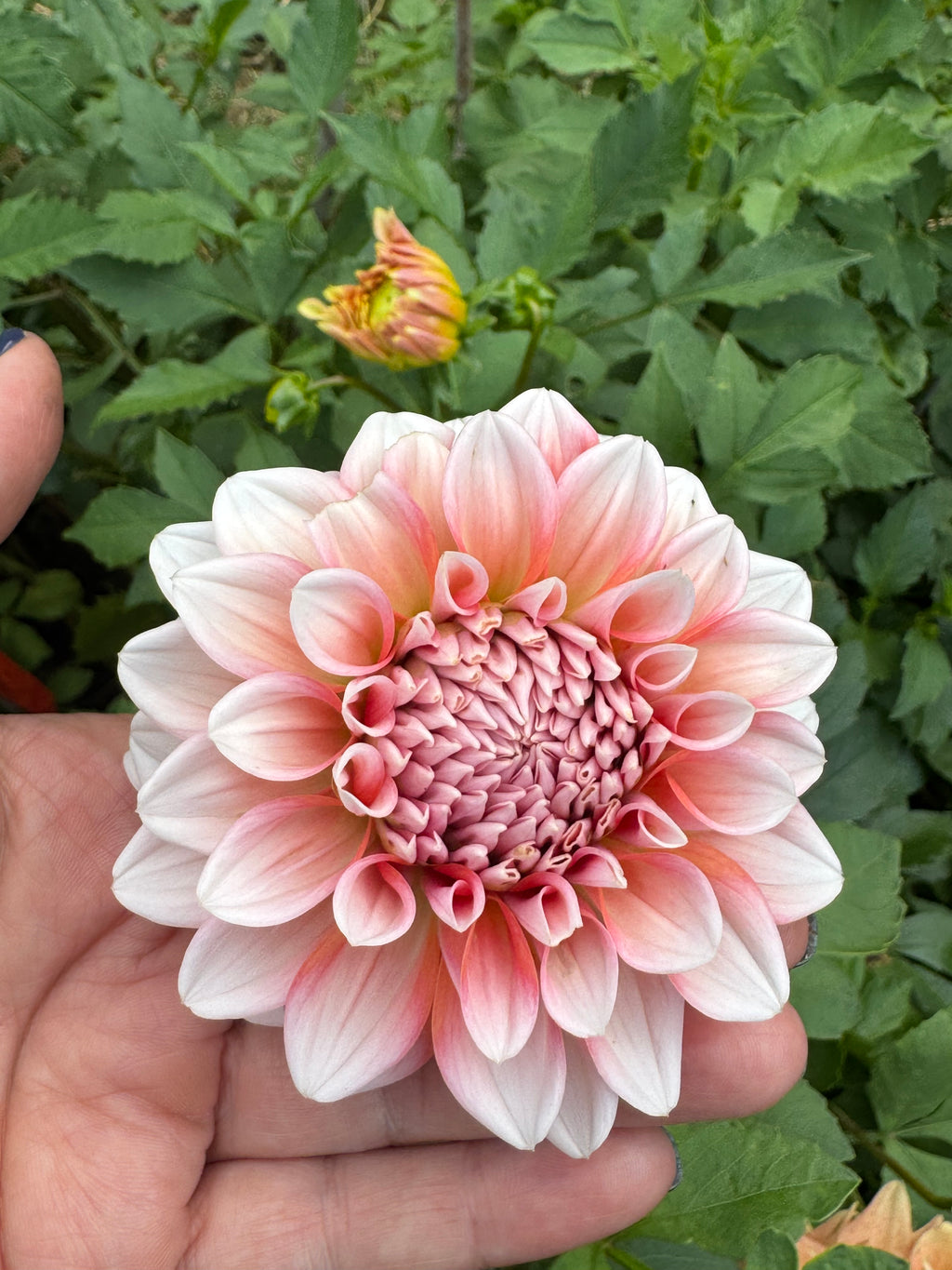 Lee's Pineberry Truffle