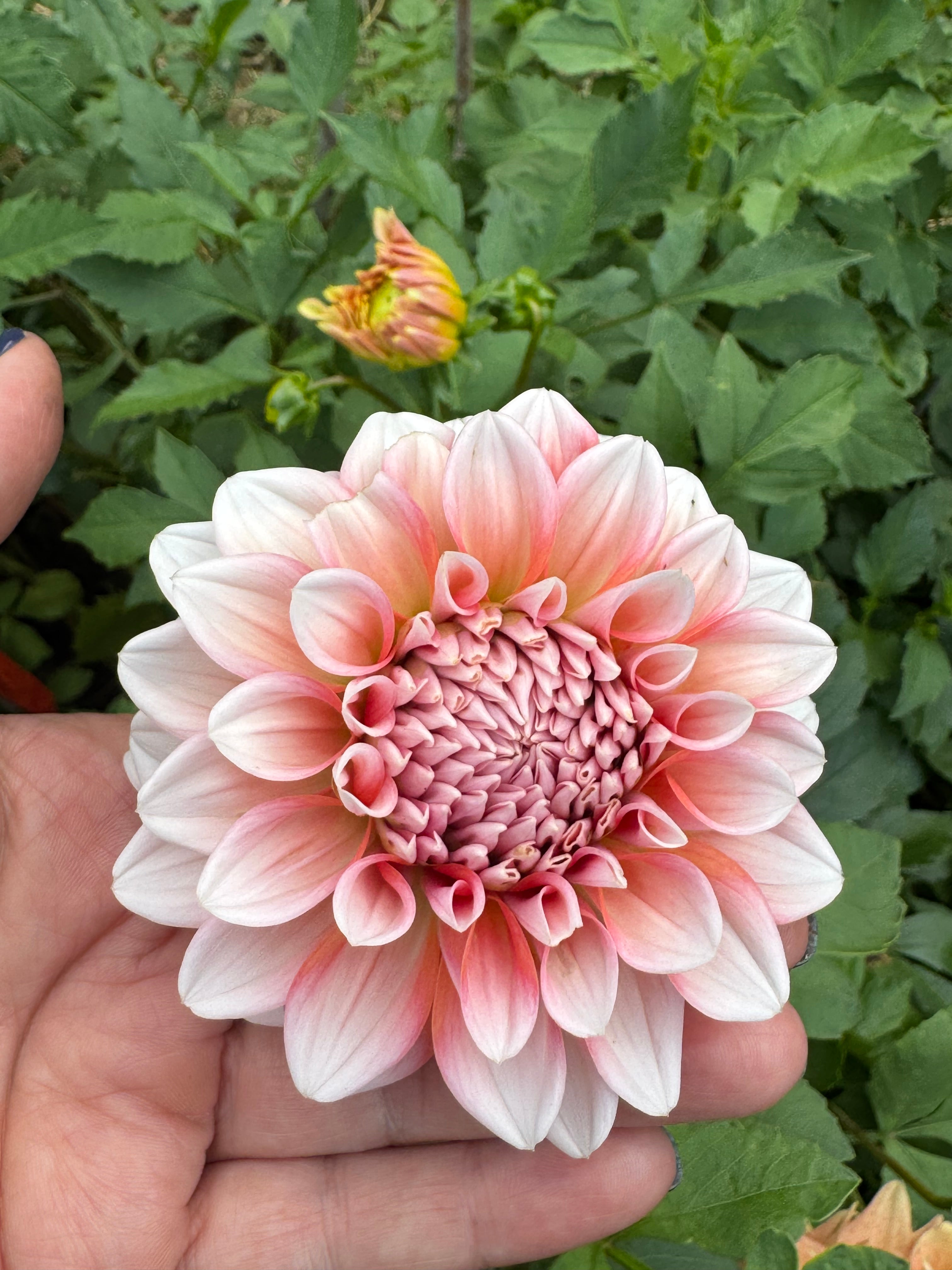 Lee's Pineberry Truffle