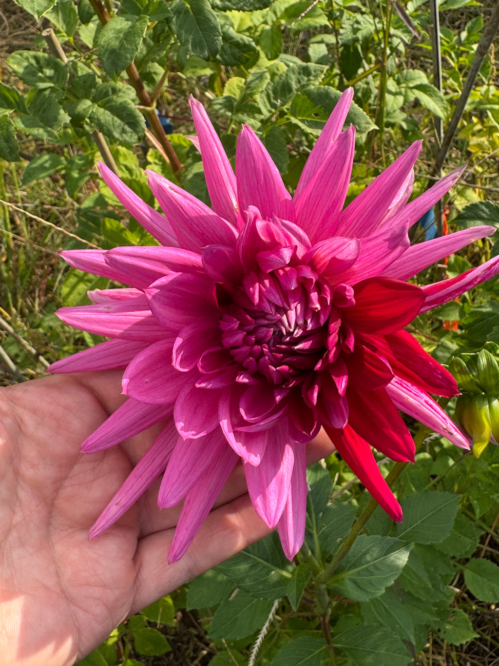 Sandia Barbie