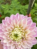 Maltby Pearl
