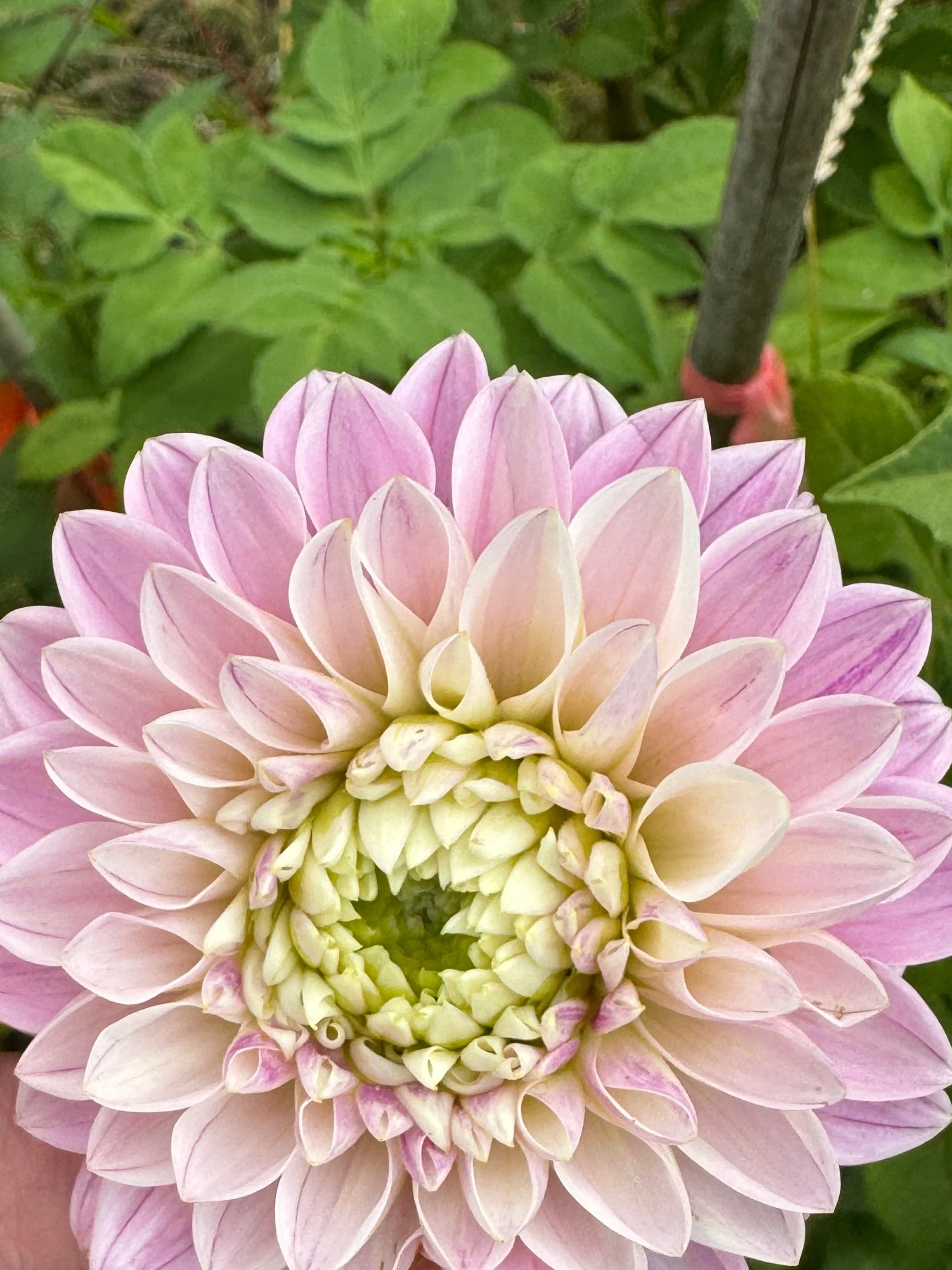 Maltby Pearl