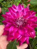 Allen's Bella