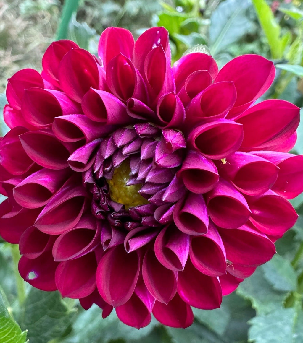 Ferncliff Black Cherry