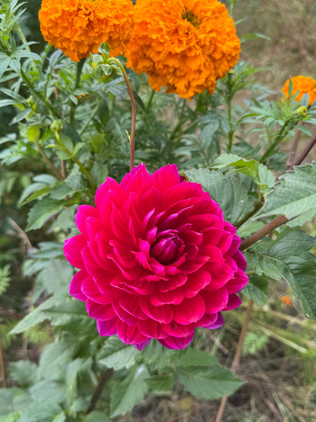 Hollyhill Pandora