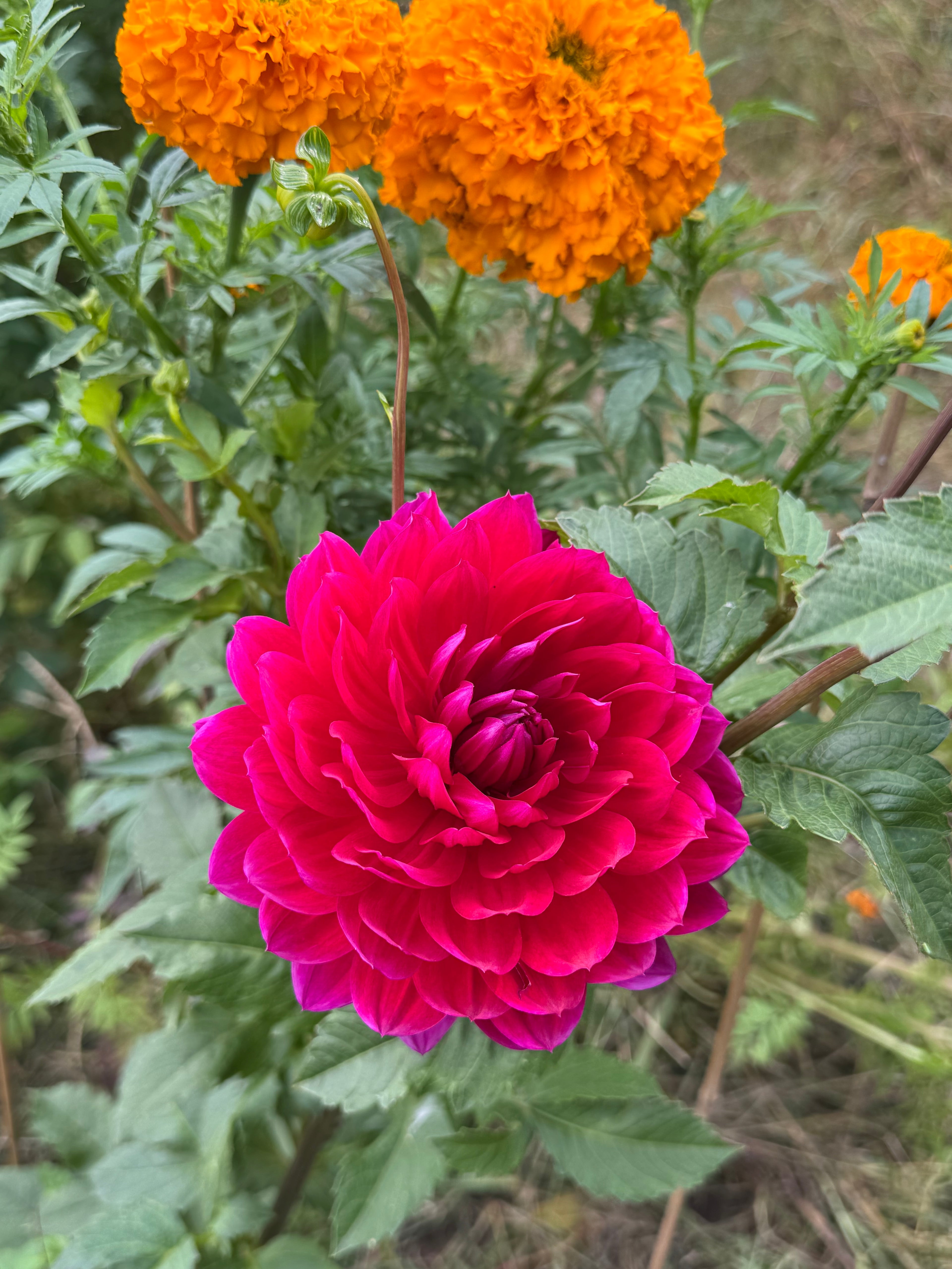 Hollyhill Pandora