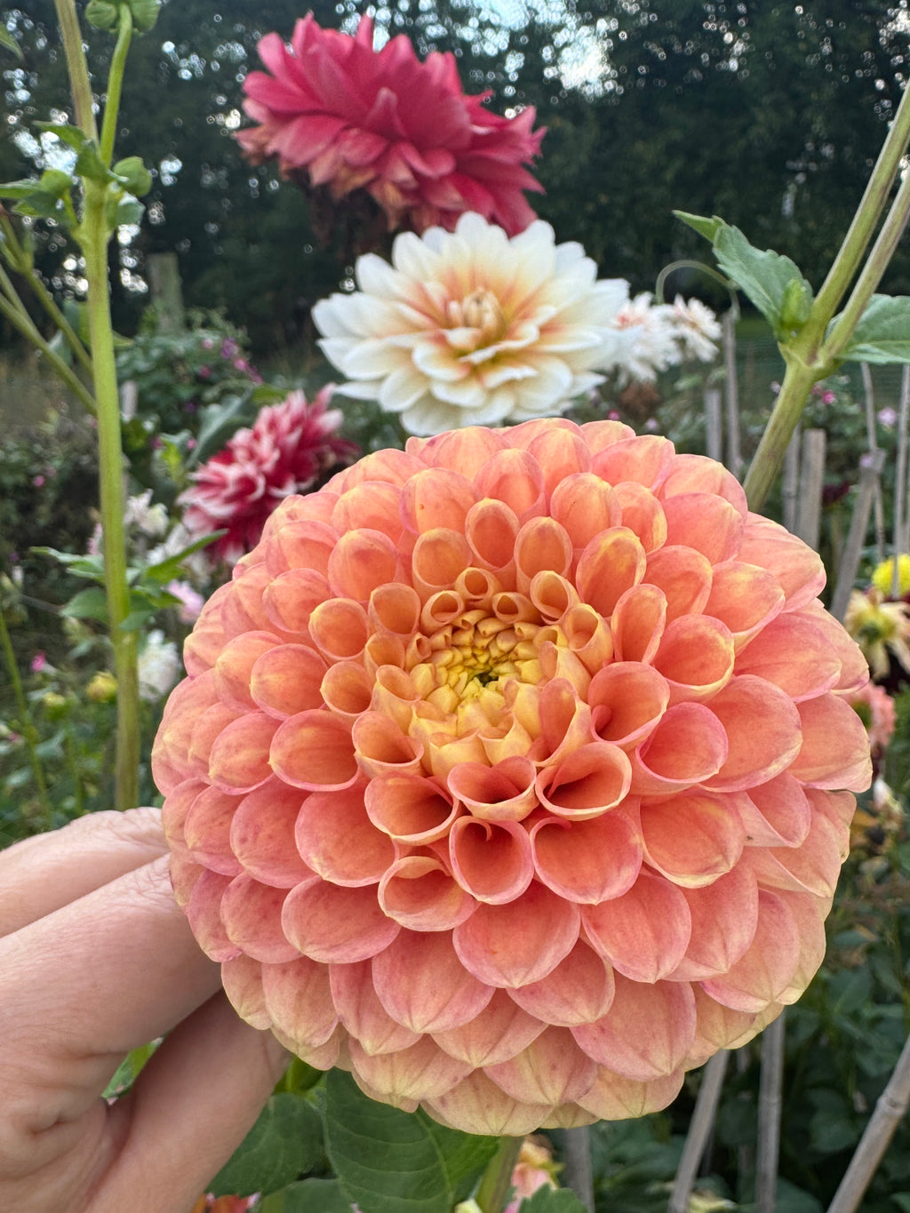 Fiona