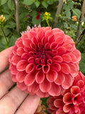 Ferncliff Kathleen