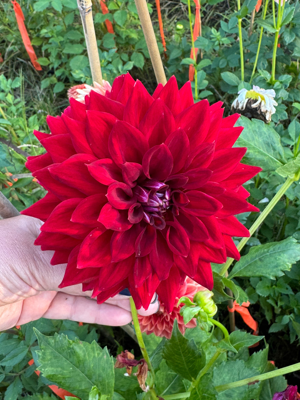 Tahoma Velvet