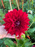 Tahoma Velvet