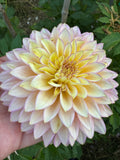 Bloomquist Blush