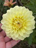 Lee's Primrose Darling