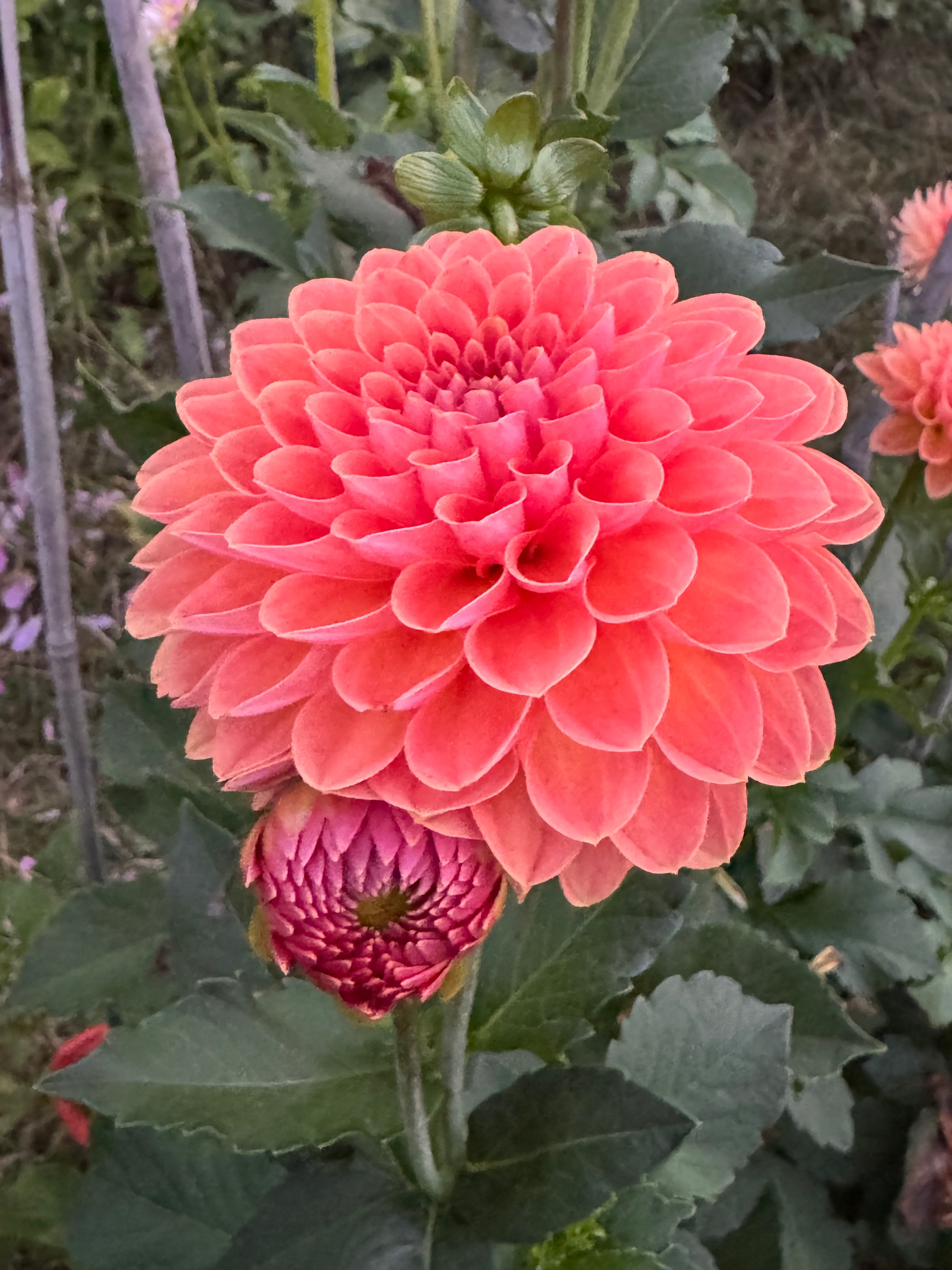 Orange Breeze