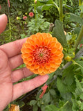 Ruskin Tangerine
