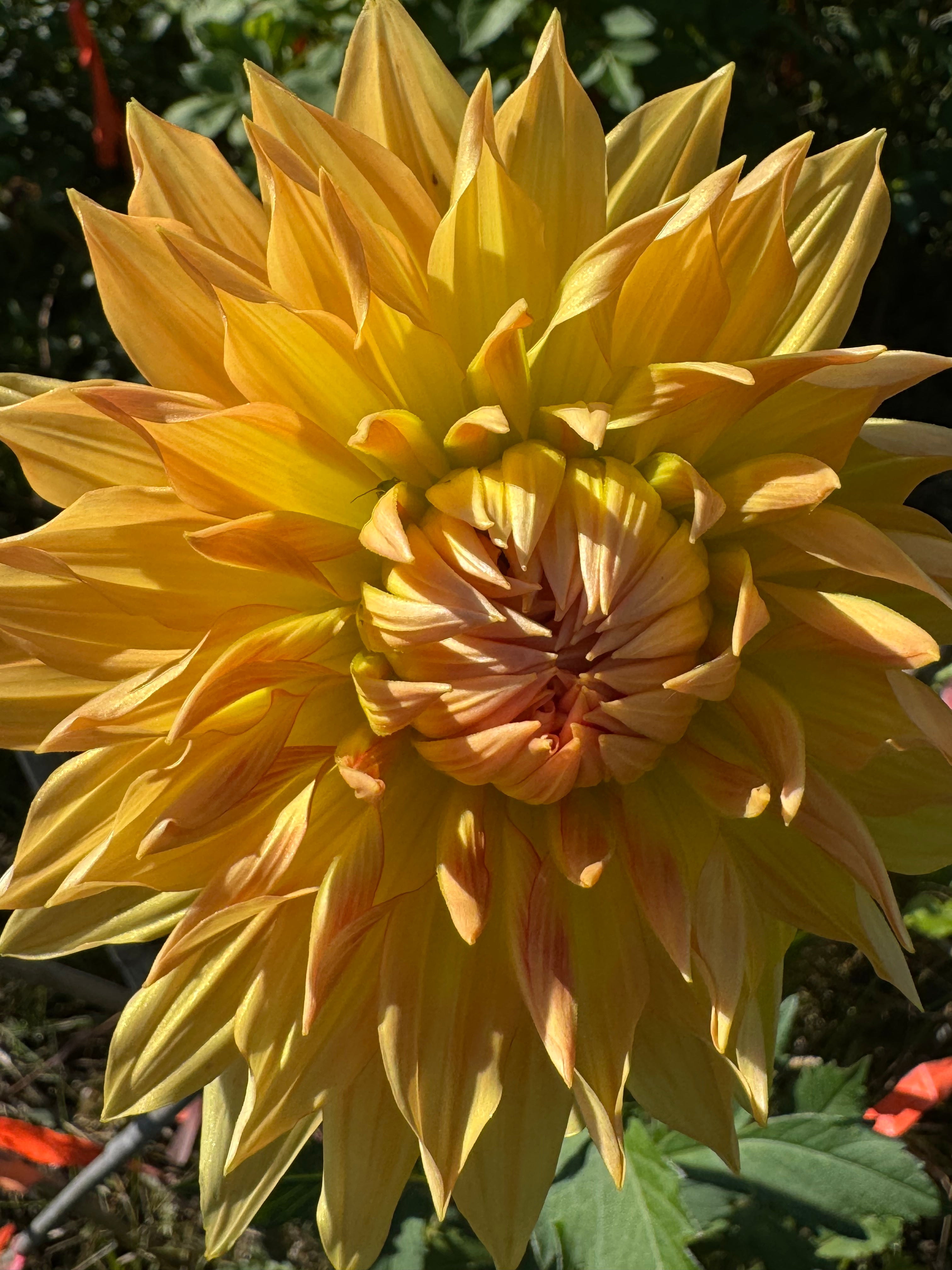 Hart's Autumn Splendor