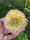 Elks Tennley Rose