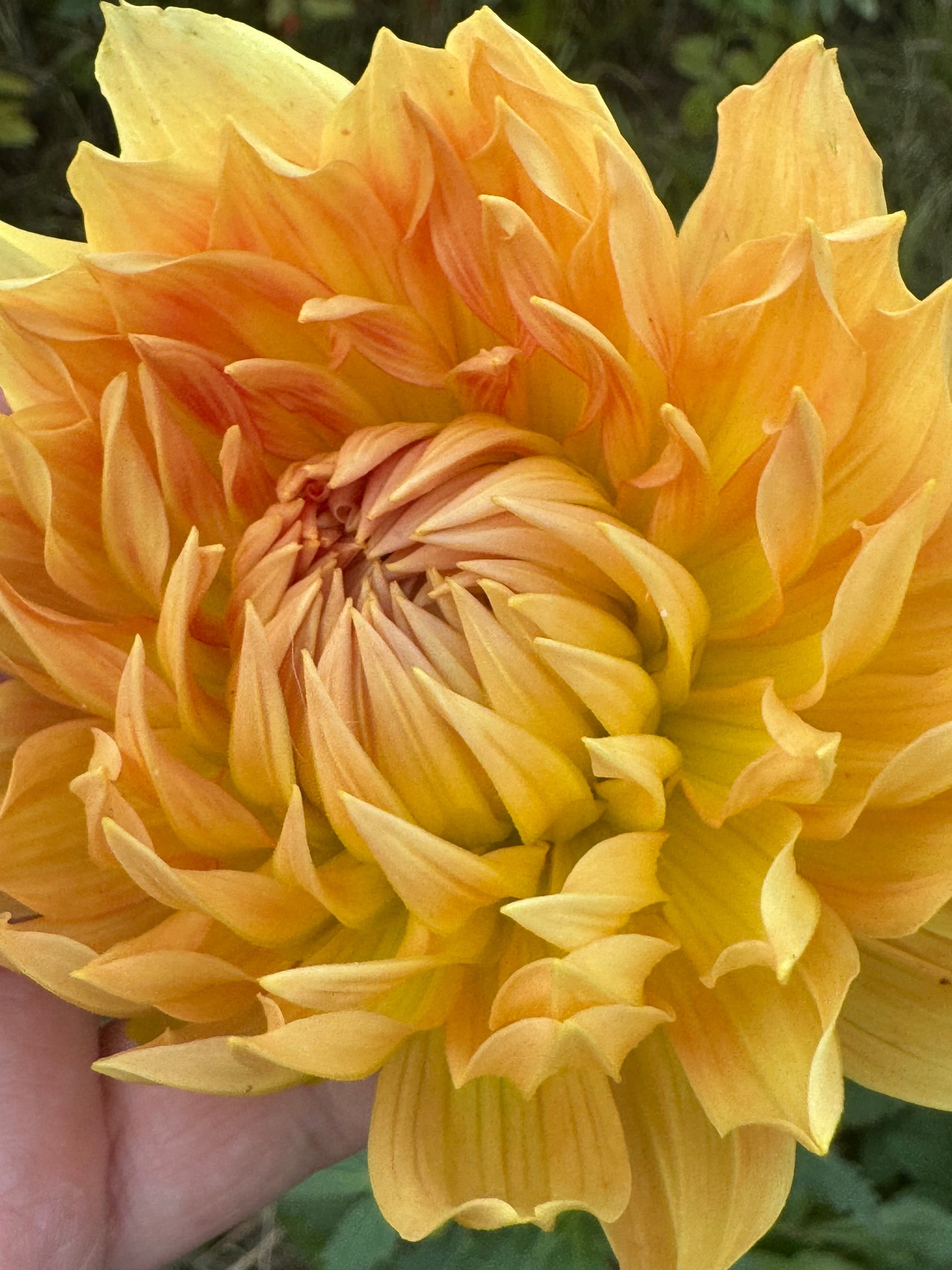 Hart's Autumn Splendor