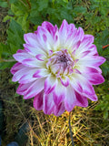 Pink Petticoat