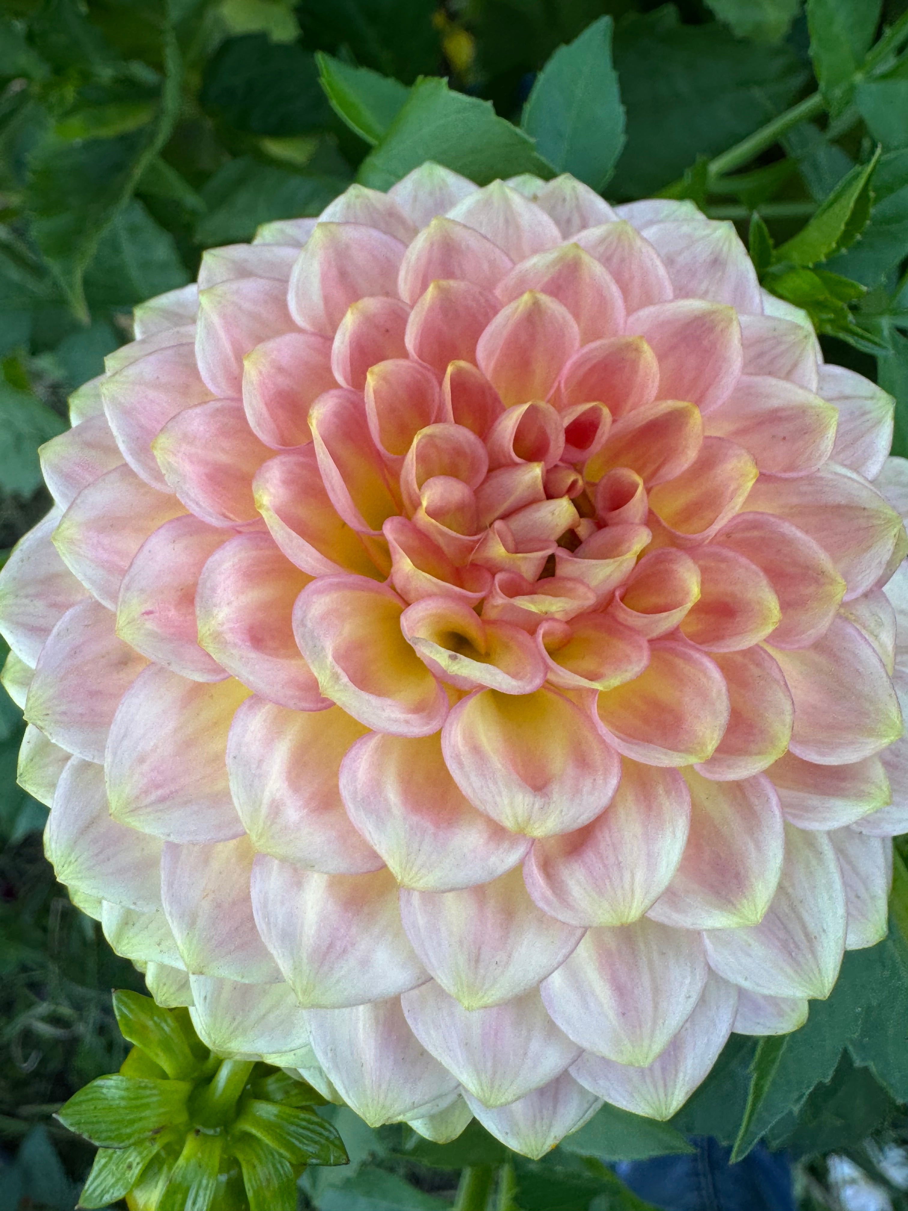 20th Ave Softer Peach