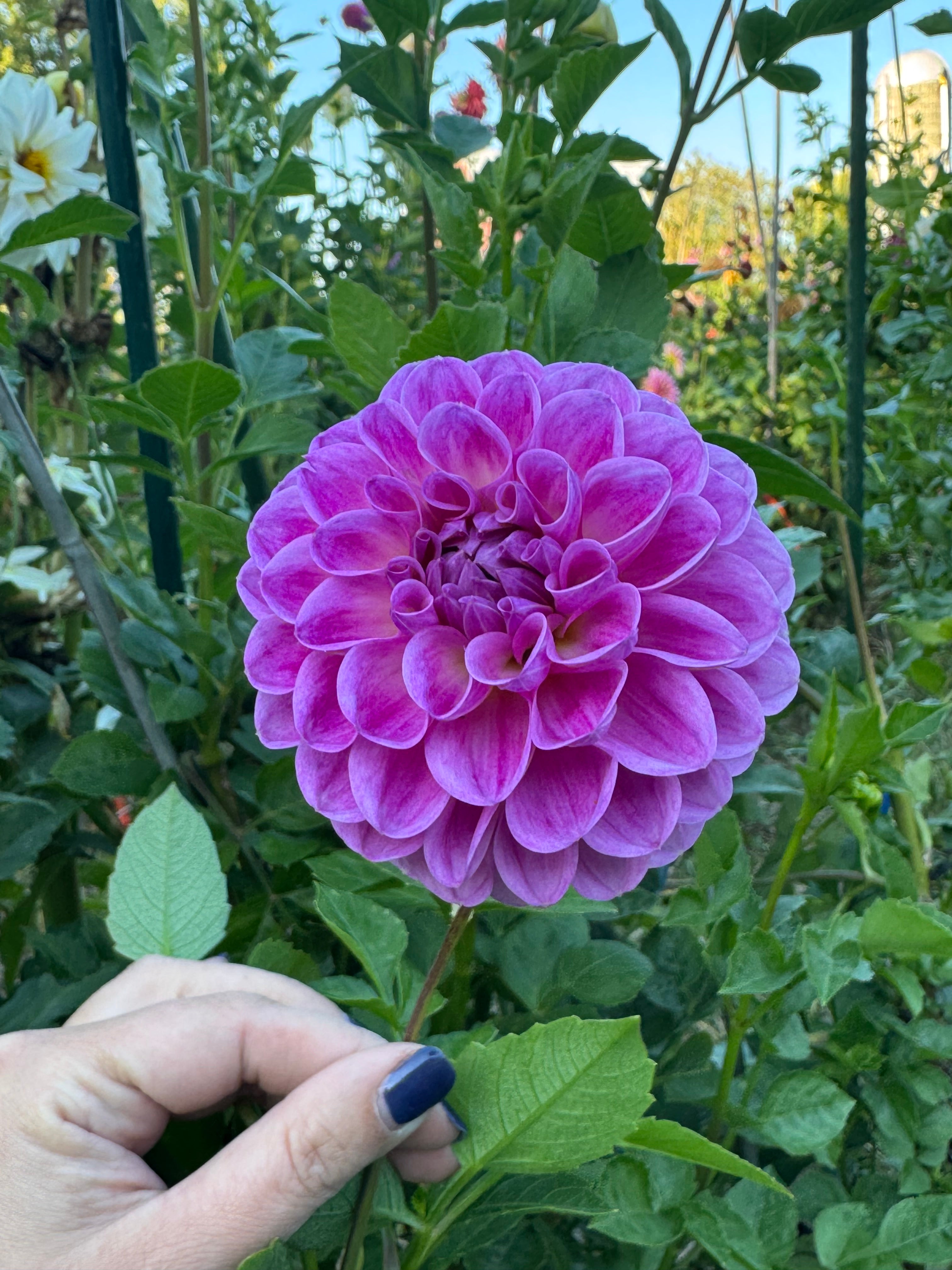 20th Ave Morning Mist