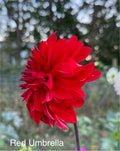 Red Umbrella