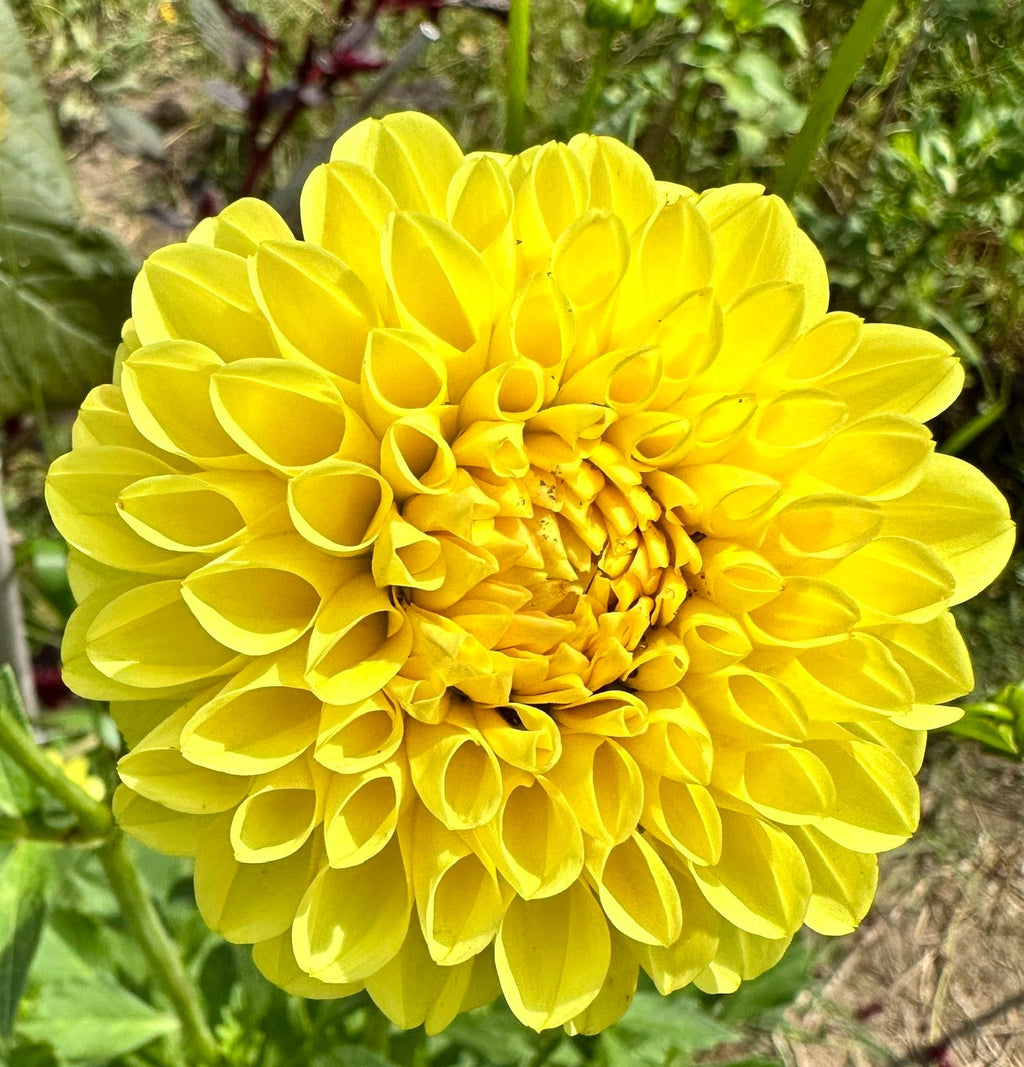 Ferncliff Sunstruck