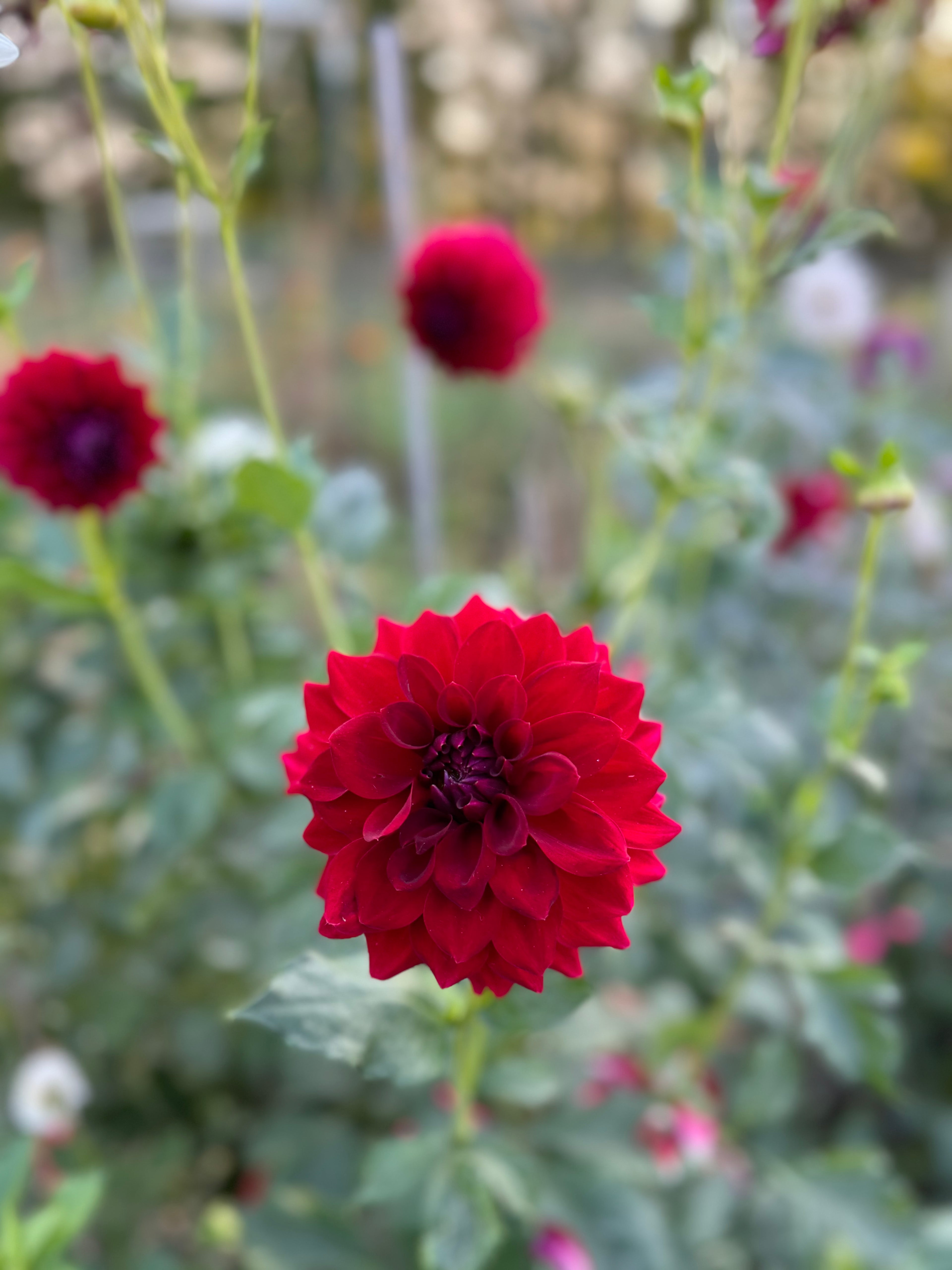 Tahoma Velvet