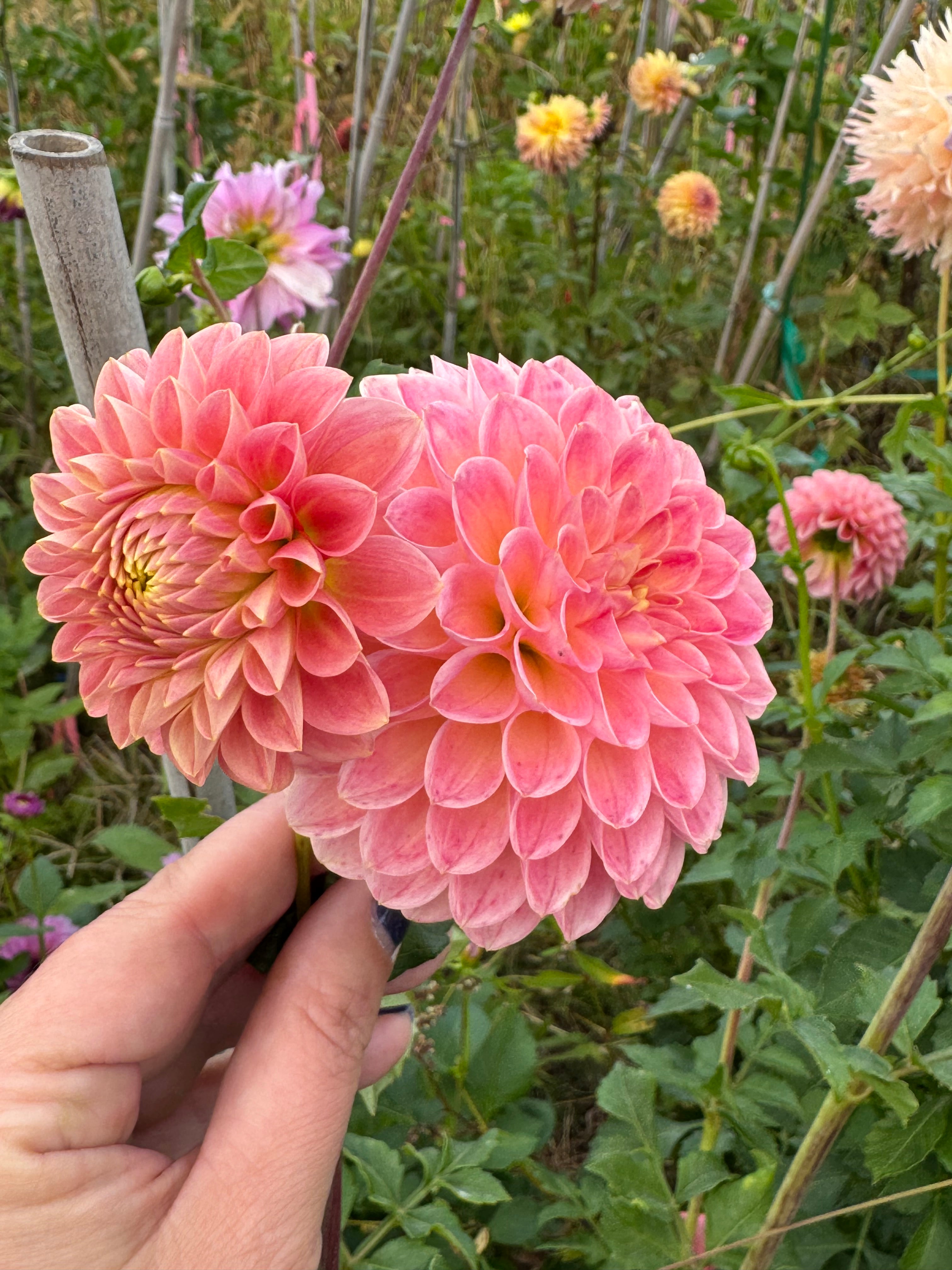 Hapet Daisy