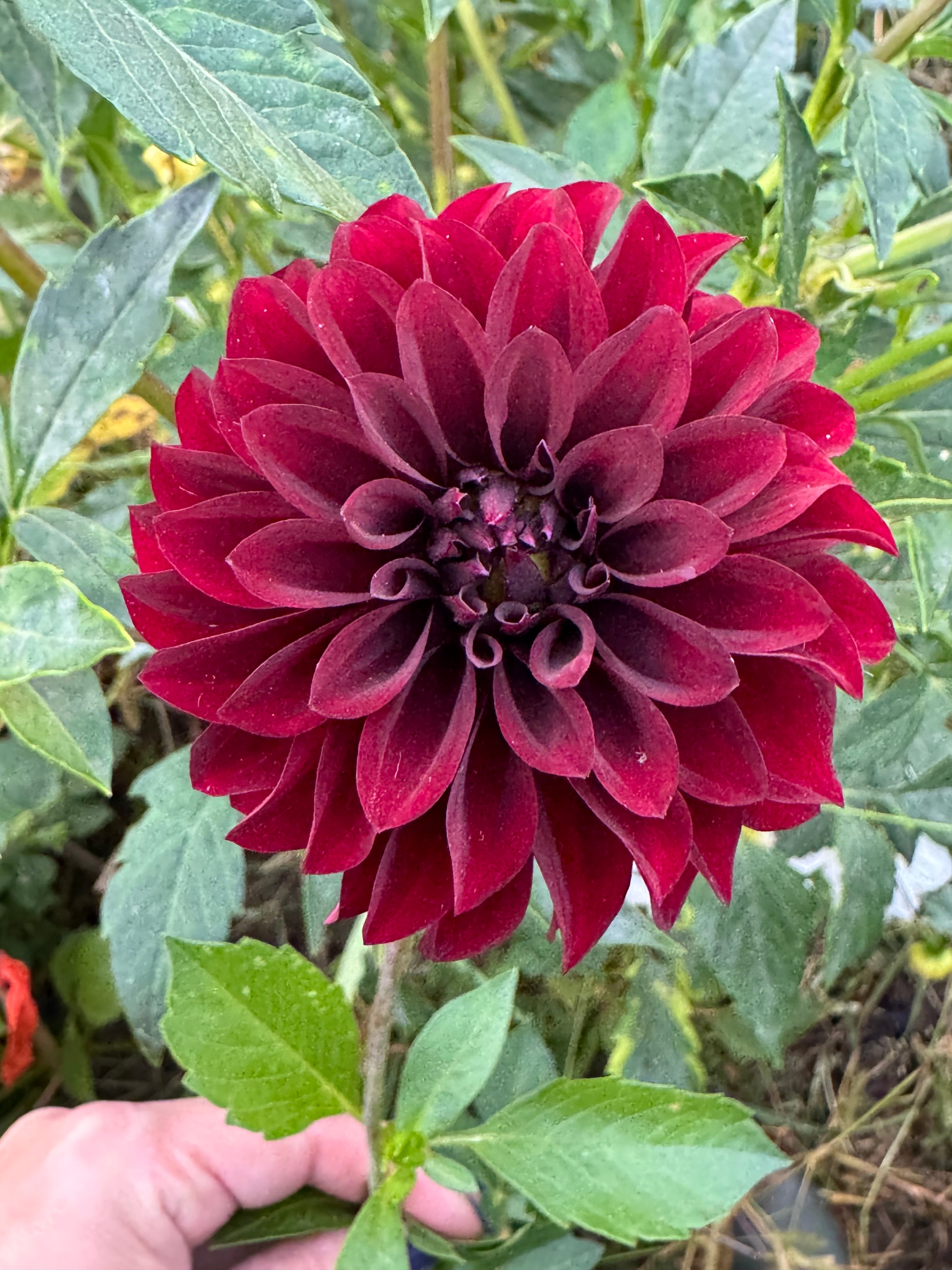 KH Black Capps