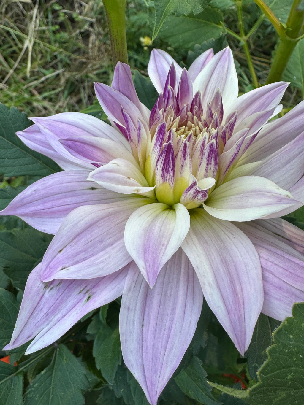 Cafe Au Lait Morado