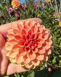 Rose Tuscano