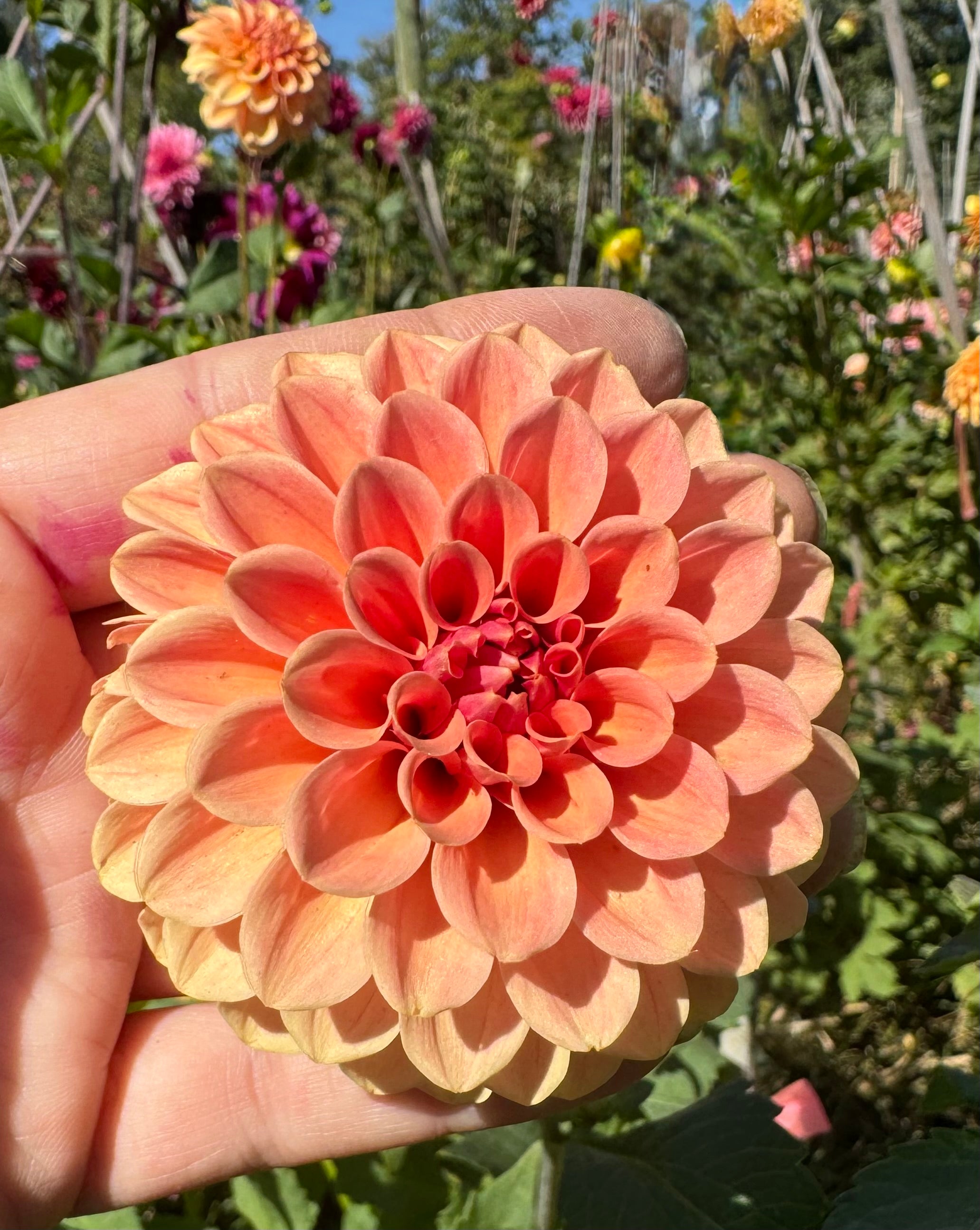 Rose Tuscano