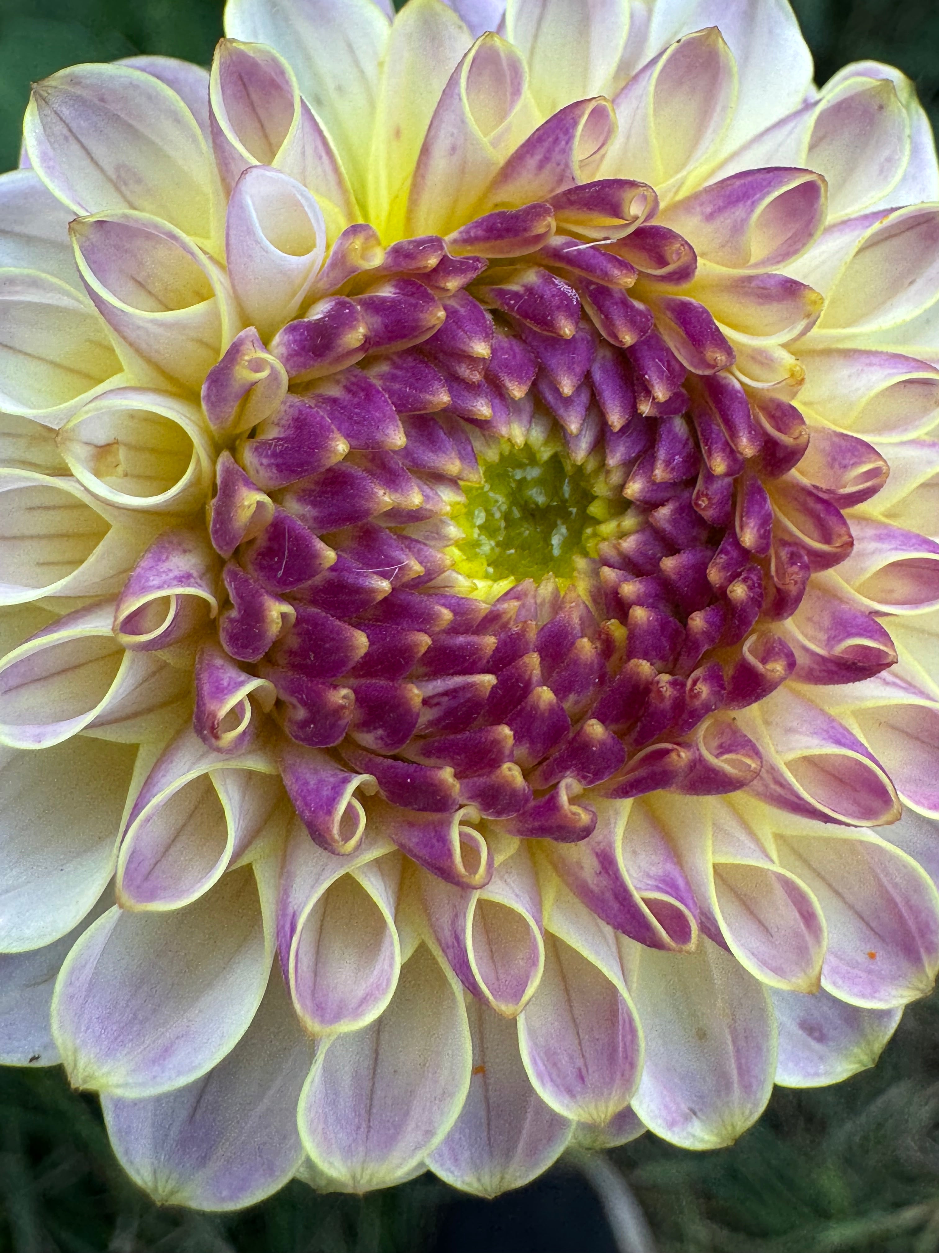 Hapet Pearl