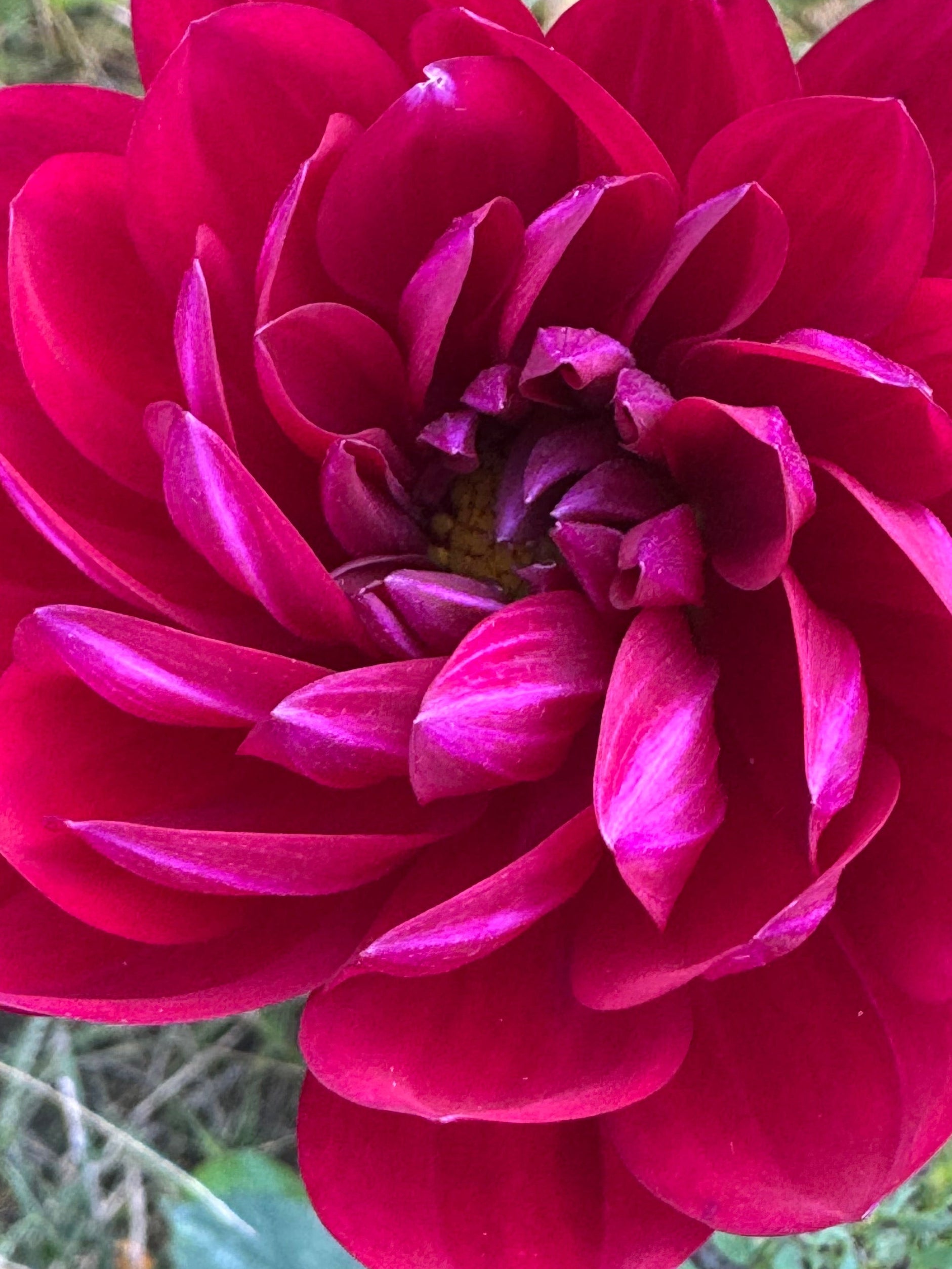 Sandia Claire
