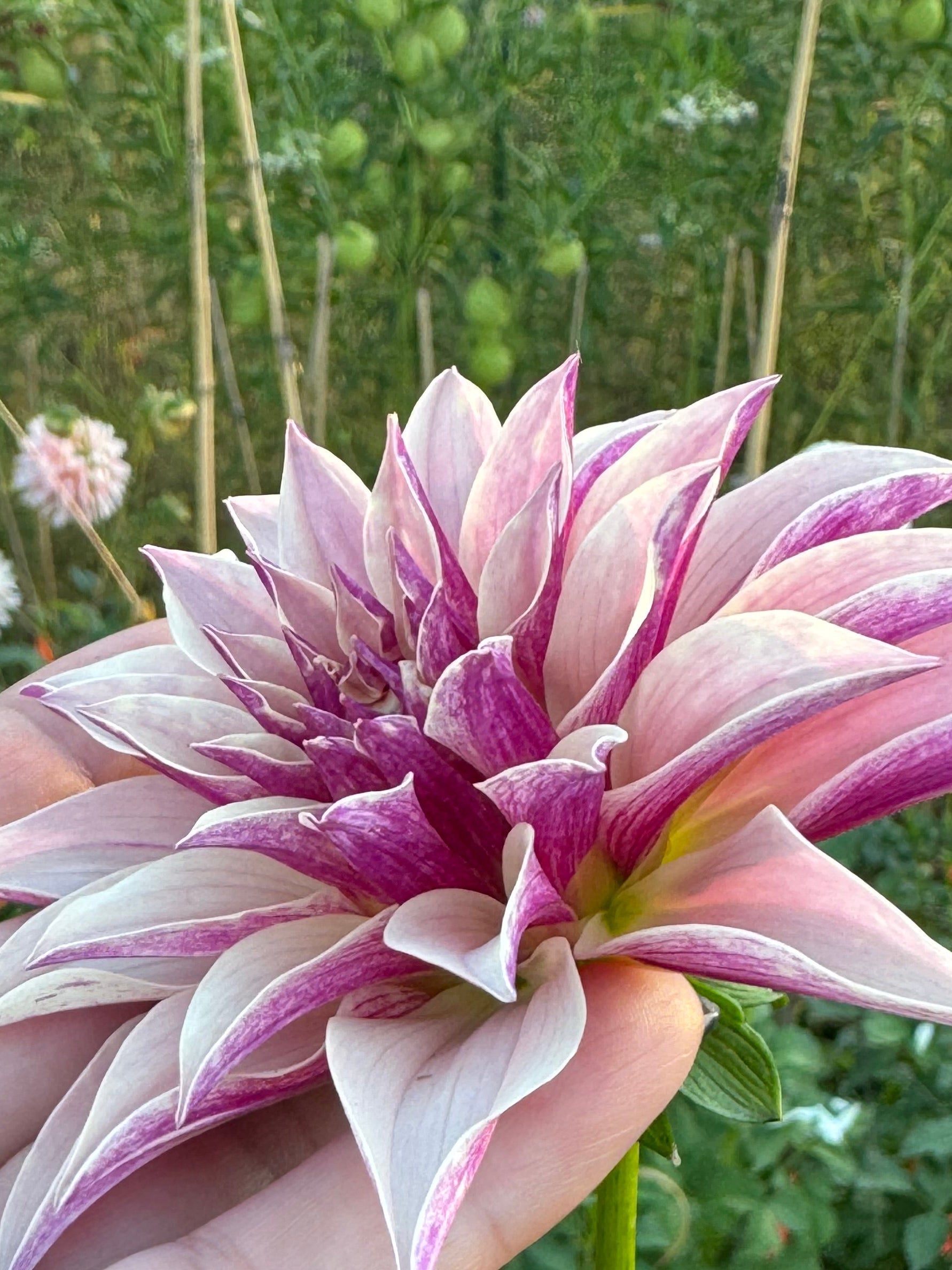 River's Artichoke
